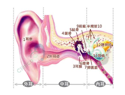 耳廓長毛